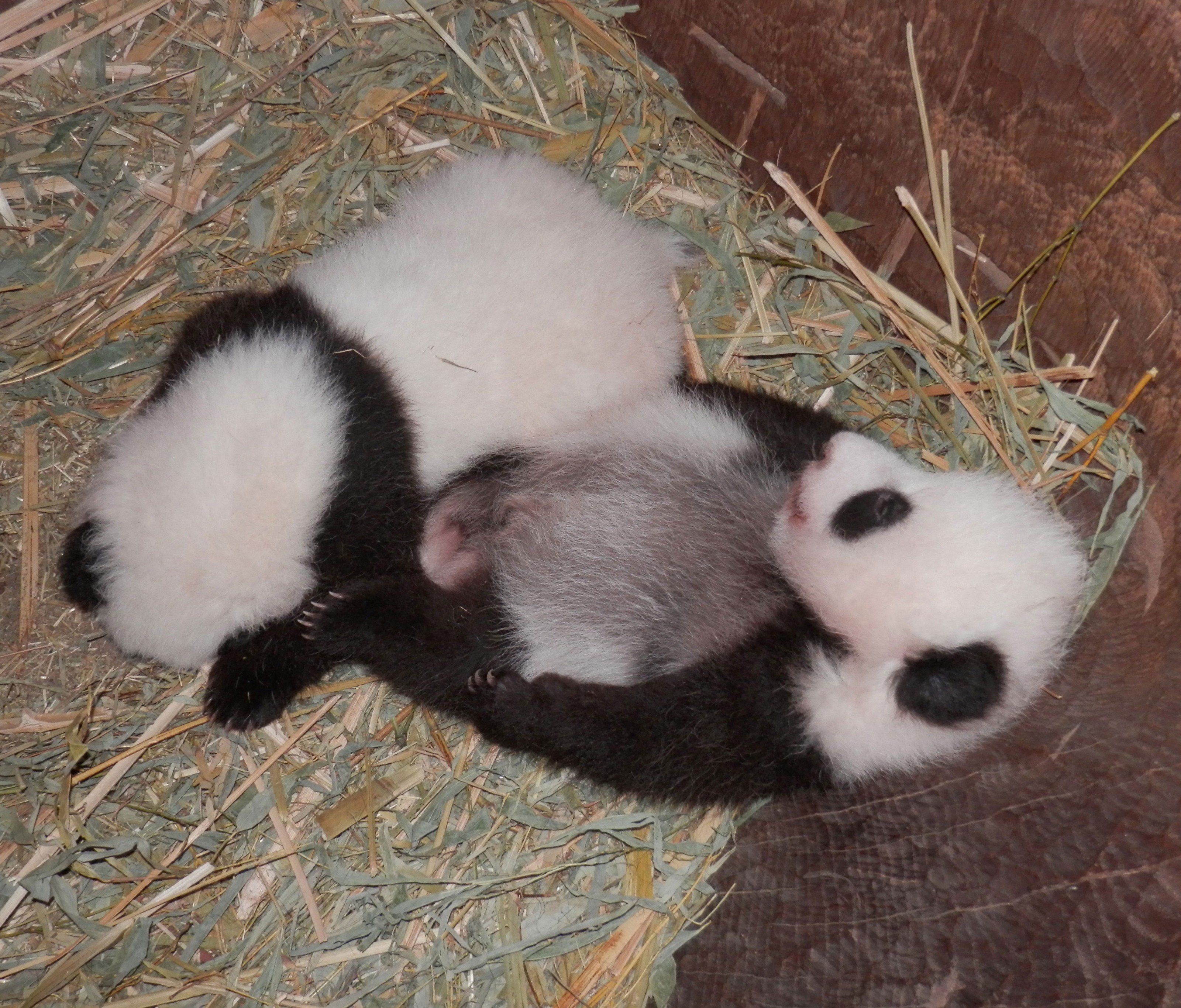 Die Panda-Zwillinge in der Baumhöhle, ihrem neuen Quartier Die Panda-Zwillinge in der Baumhöhle, ihrem neuen Quartier