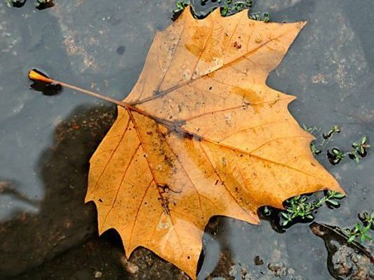 Herbstlich geht es in der nächsten Woche weiter.