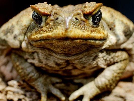 Die Aga-Kröte gilt als Schädling, da sie die einheimische Fauna und Flora zerstört. Die Aga-Kröte gilt als Schädling, da sie die einheimische Fauna und Flora zerstört.