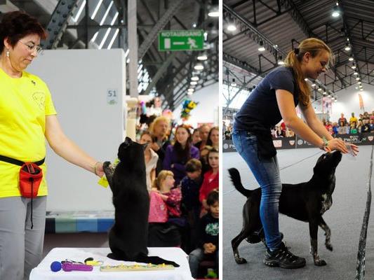 Kater Filou zeigt bei der neuen Haustiermesse sein Können, und auch auf Hundebesitzer warten viele Highlights