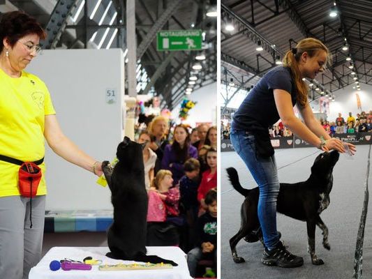 Kater Filou zeigt bei der neuen Haustiermesse sein Können, und auch auf Hundebesitzer warten viele Highlights Kater Filou zeigt bei der neuen Haustiermesse sein Können, und auch auf Hundebesitzer warten viele Highlights