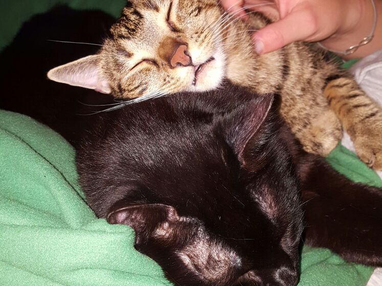 Lea & Gismo Lea & Gismo