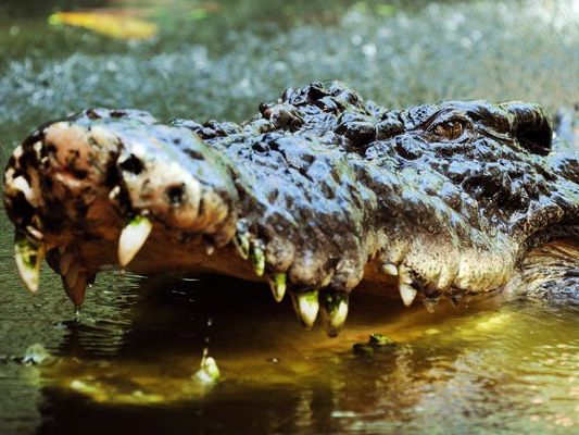 Das Krokodil konnte unverletzt aus dem Kanal geholt werden. Das Krokodil konnte unverletzt aus dem Kanal geholt werden.