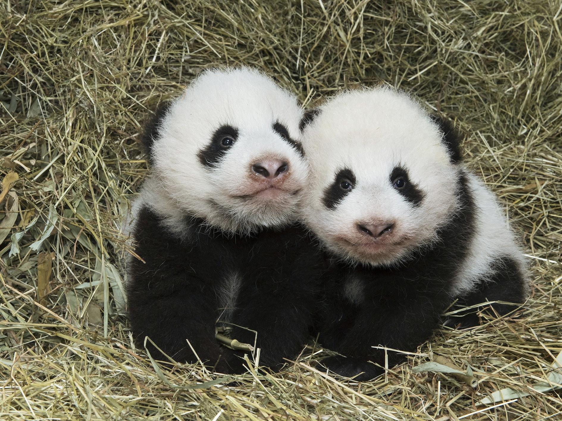 Panda-Mädchen Fu Feng (links) und ihr Bruder Fu Ban