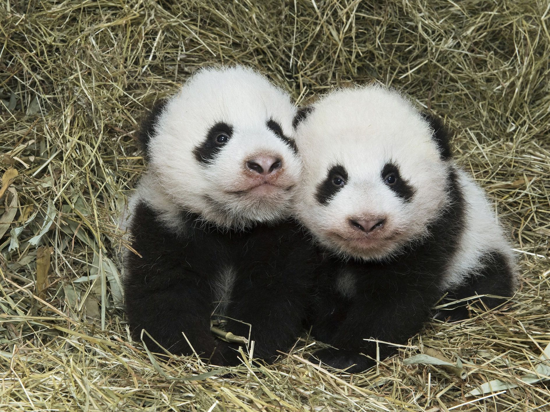Panda-Mädchen Fu Feng (links) und ihr Bruder Fu Ban Panda-Mädchen Fu Feng (links) und ihr Bruder Fu Ban