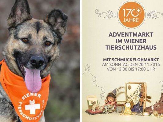 Der Adventmarkt im Wiener Tierschutzverein findet statt