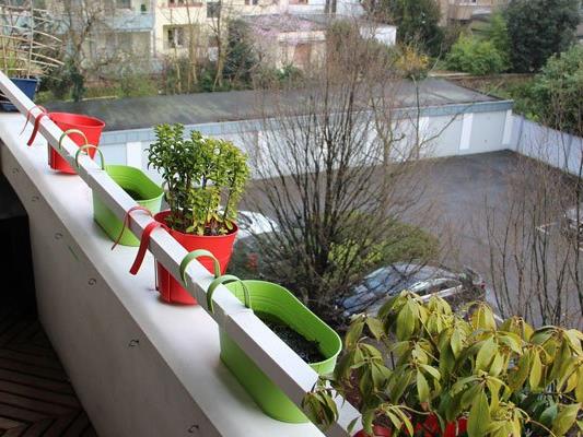 Nicht alle Balkonpflanzen müssen drinnen überwintern.