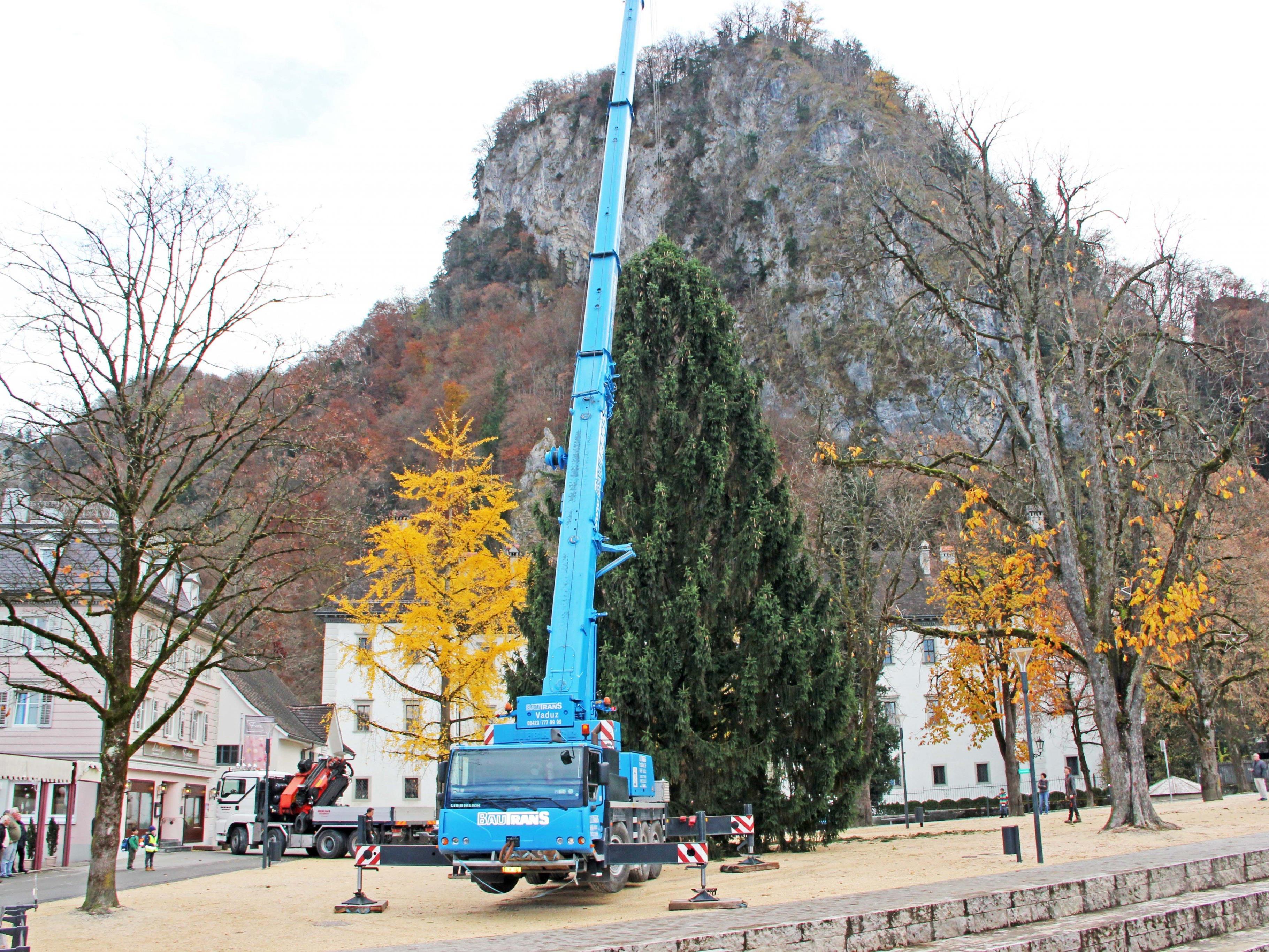 Majestätisch erhebt sich der Baum nun am Fuße des Schlossbergs auf dem Schlossplatz.