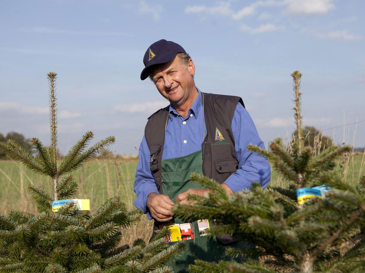 Franz Raith, Obmann ARGE NÖ Christbaumbauern, wählt die Bäume für den Verkauf aus
