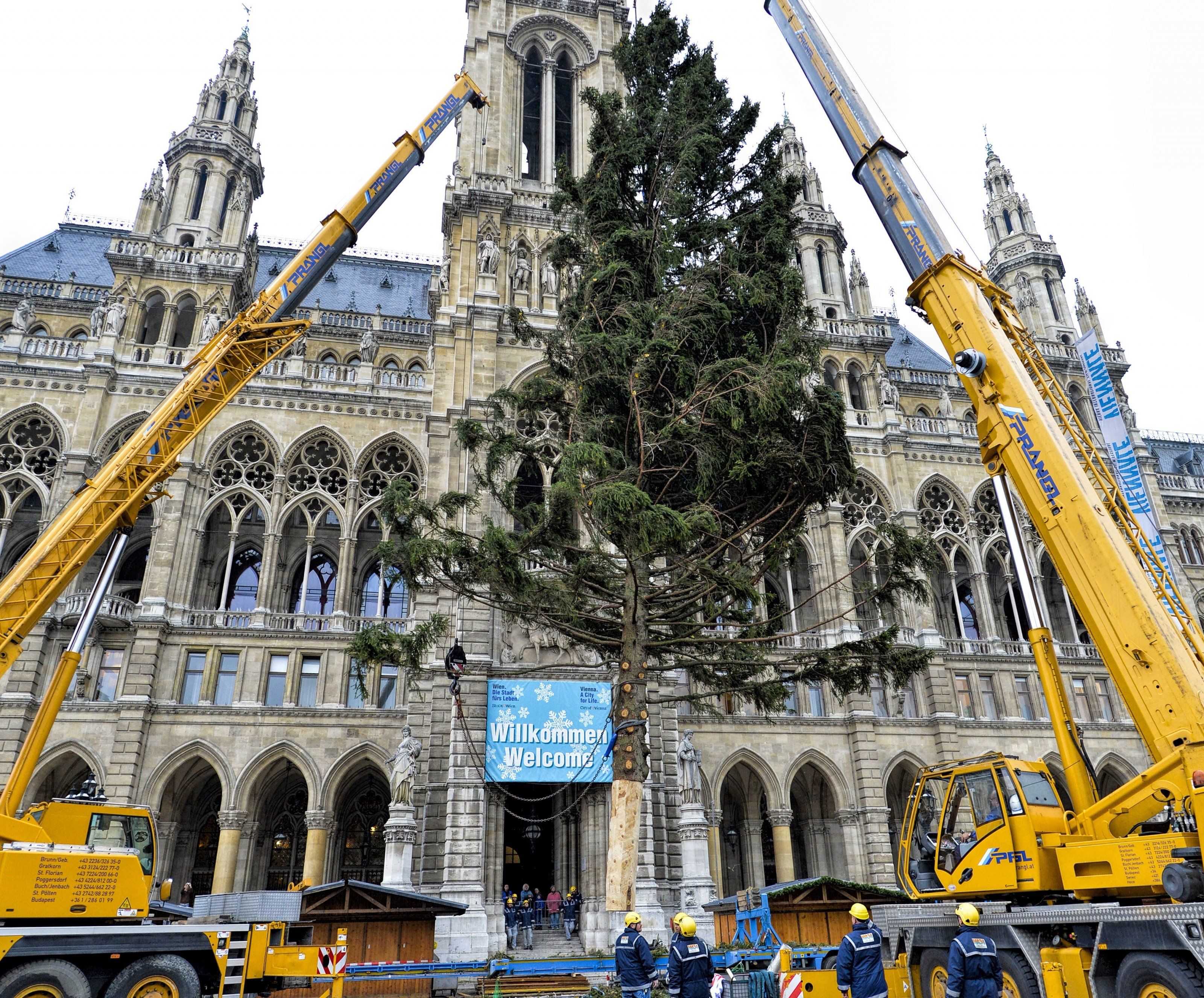 Der Weihnachtsbaum aus dem niederösterreichisch-steirischen Grenzgebiet wurde aufgestellt Der Weihnachtsbaum aus dem niederösterreichisch-steirischen Grenzgebiet wurde aufgestellt