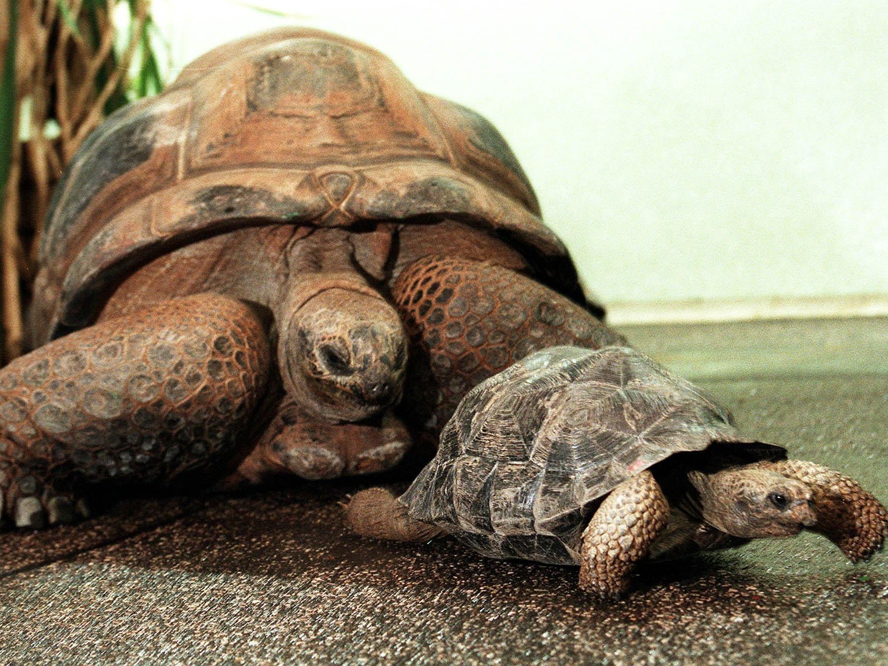 Tiere sind bei der Auswahl ihrer Freunde ganz unvoreingenommen. Tiere sind bei der Auswahl ihrer Freunde ganz unvoreingenommen.