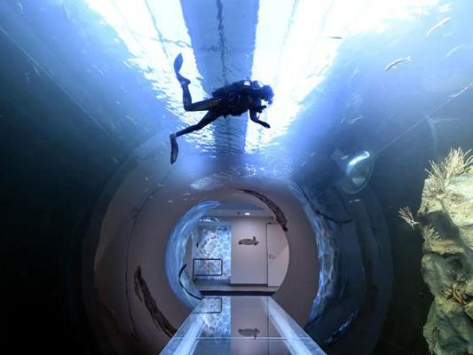Neues "Atlantik-Tunnel"-Aquarium im Haus des Meeres.