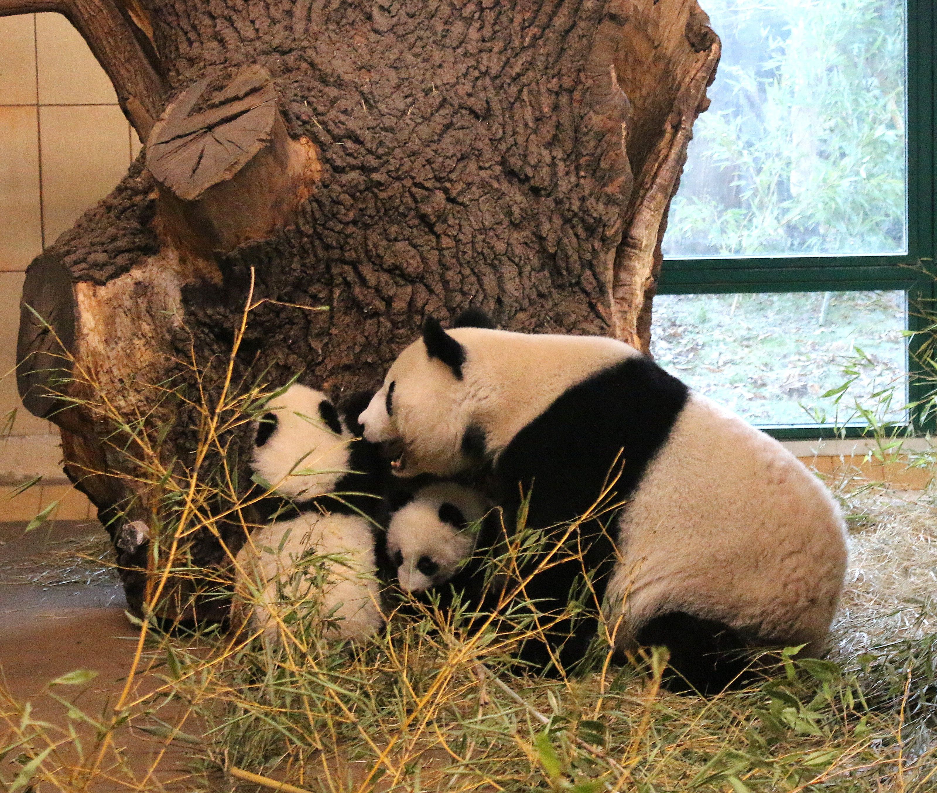 Die Panda-Zwillinger auf Erkungsungstour im Tiergarten Schönbrunn.