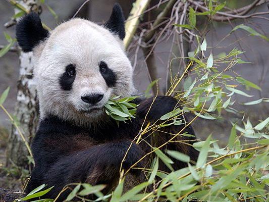Abschied von Panda-Männchen Long Hui.