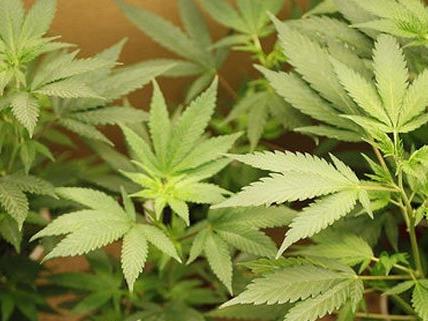 Elf reife Cannabispflanzen fand man in der Favoritener Wohnung.