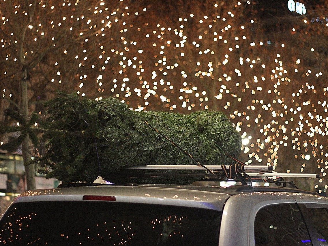 Vorsicht beim Transport des Christbaums. Vorsicht beim Transport des Christbaums.