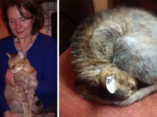 Kater Felix ist nach langer Abgängigkeit abgemagert, aber wohlauf Kater Felix ist nach langer Abgängigkeit abgemagert, aber wohlauf
