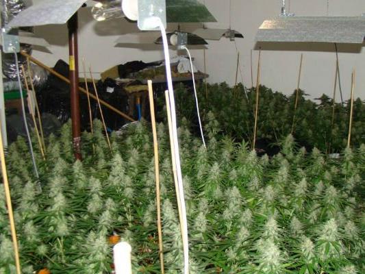 In der Wohnung in Hernals befanden sich rund 180 Marihuanapflanzen.