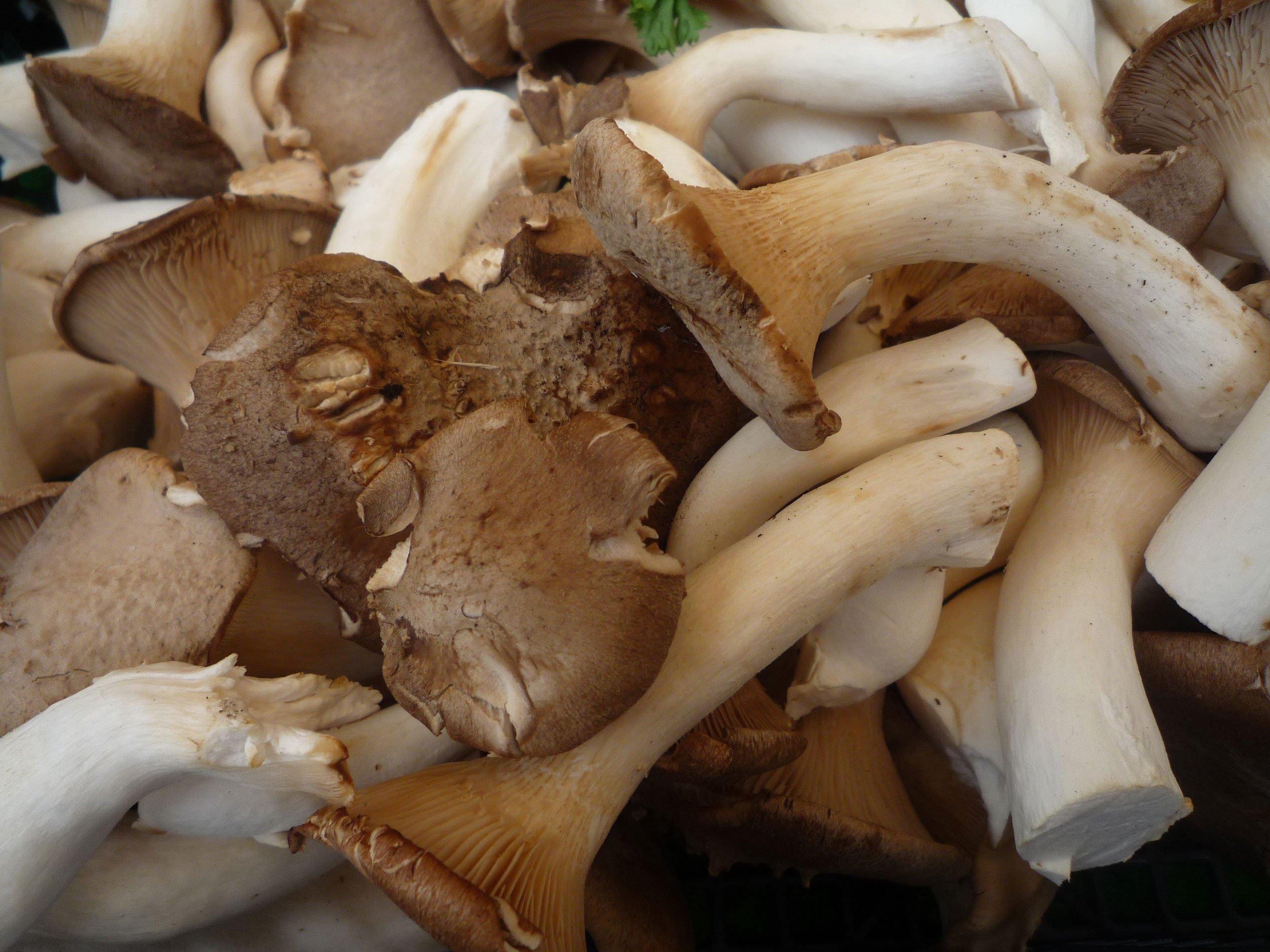 Magic Mushrooms, wie sie bei den Jugendlichen gefunden wurden, sind ganz und gar nicht so harmlos wie gewöhnliche Pilze