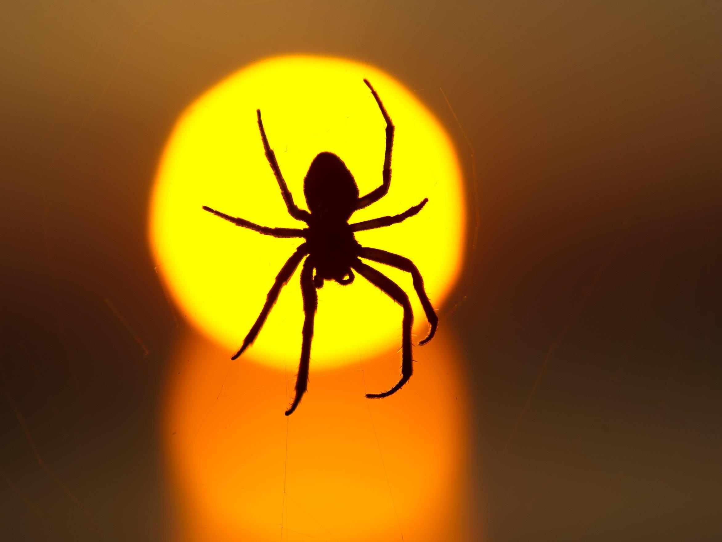 Kann eine Spinne das Einsaugen überleben?