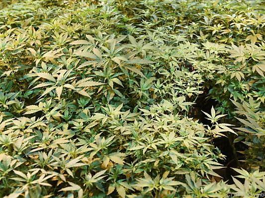 Der Eigenanbau von Cannabis bleibt weiterhin verboten