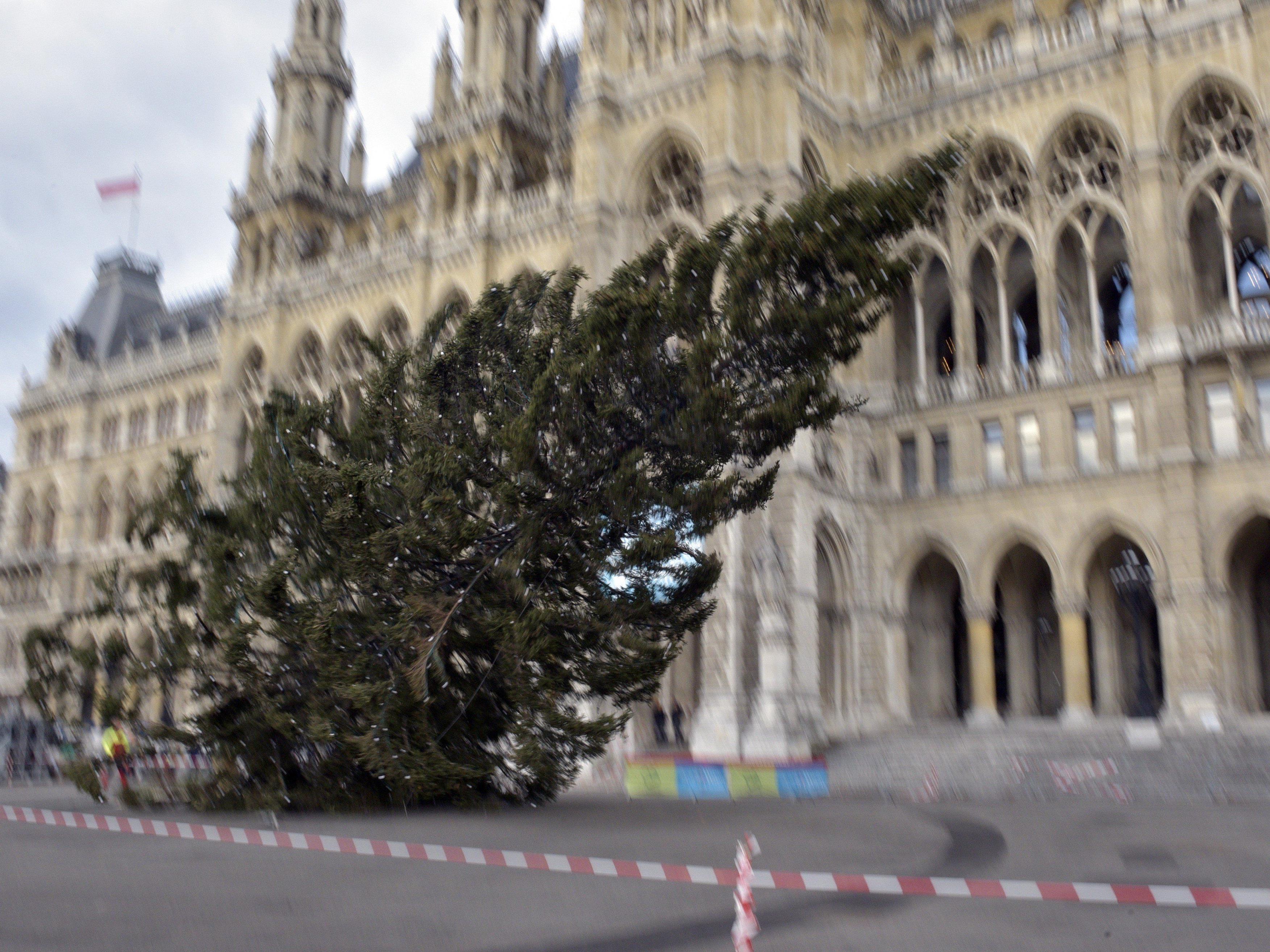 Am Donnerstag wurde der Christbaum am Wiener Rathausplatz gefällt.