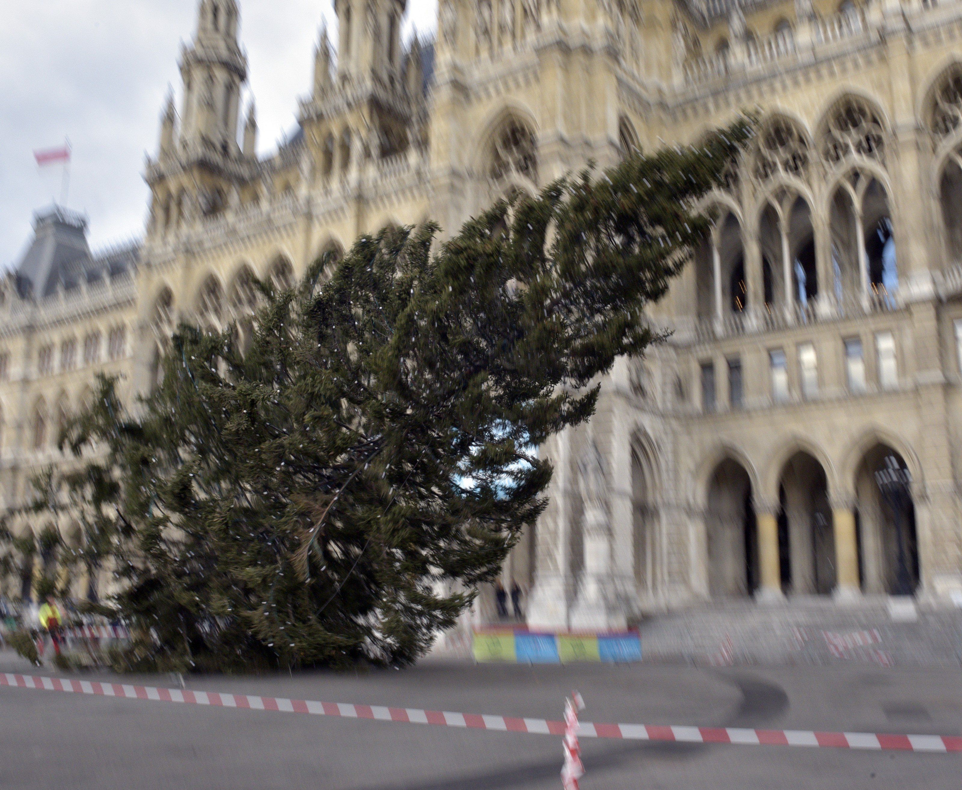 Am Donnerstag wurde der Christbaum am Wiener Rathausplatz gefällt.