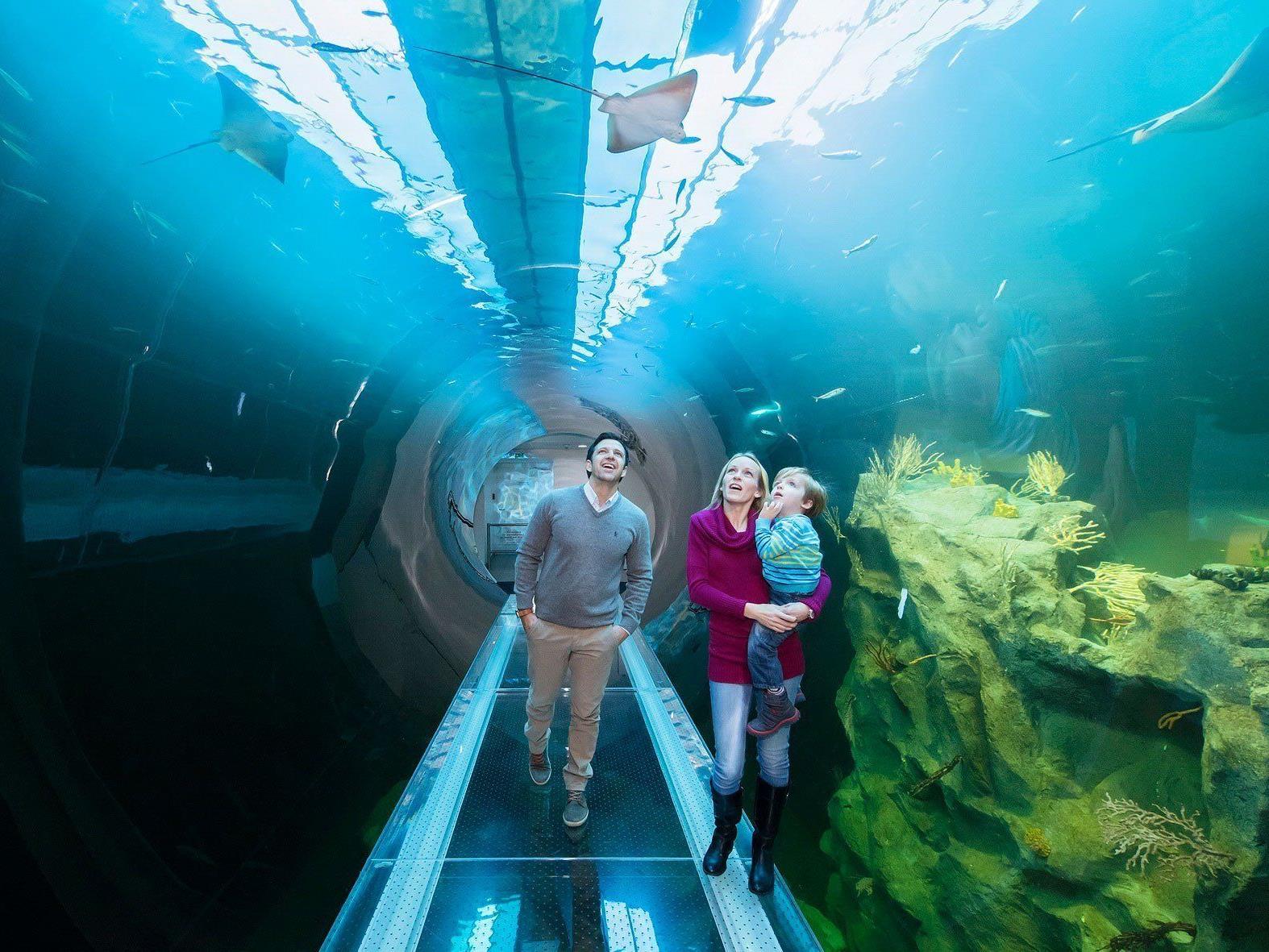 Der Atlantik-Tunnel im Haus des Meeres ist einer der Besuchermagneten