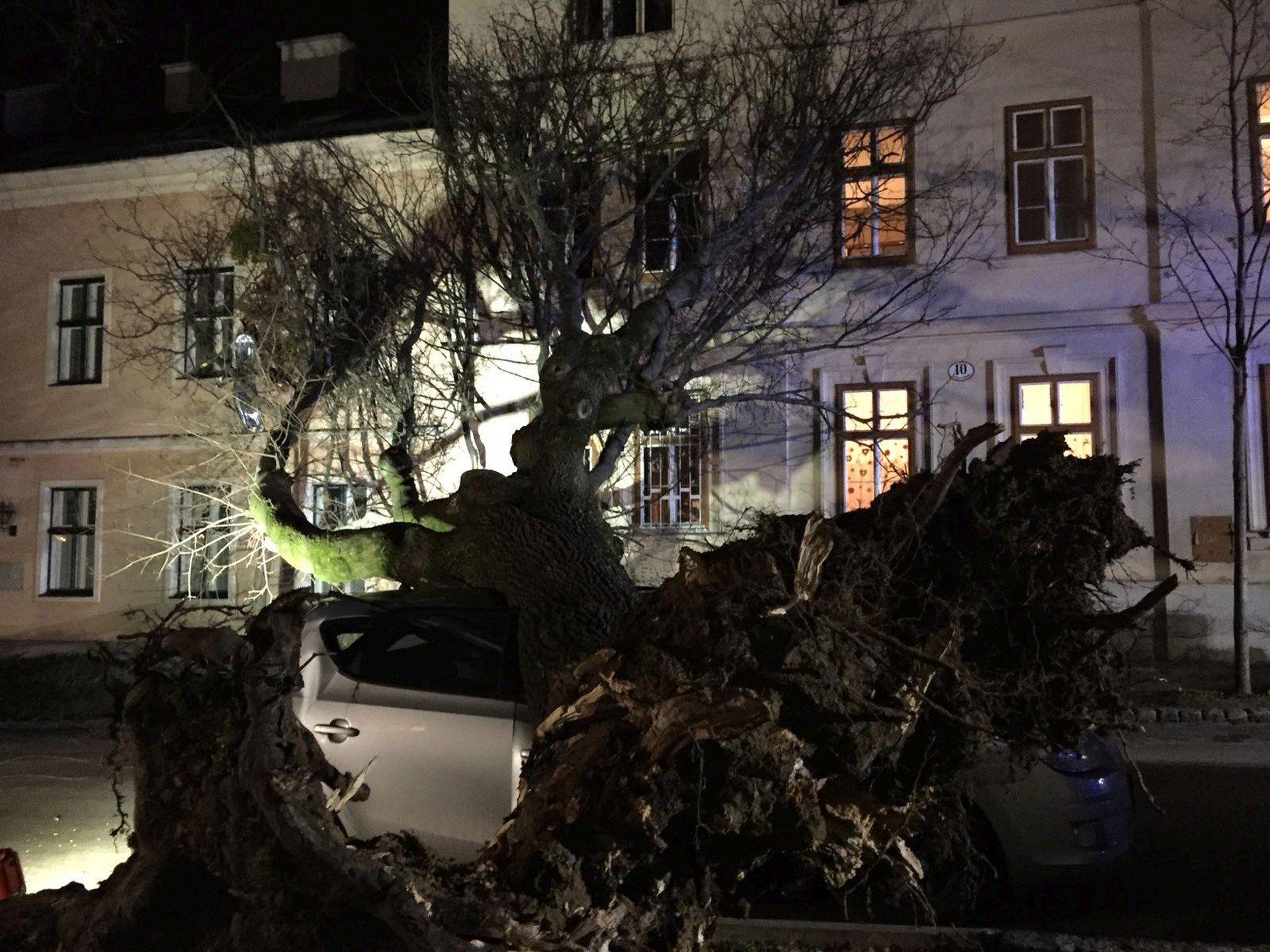Der umgestürzte Baum in Wien-Ottakring.