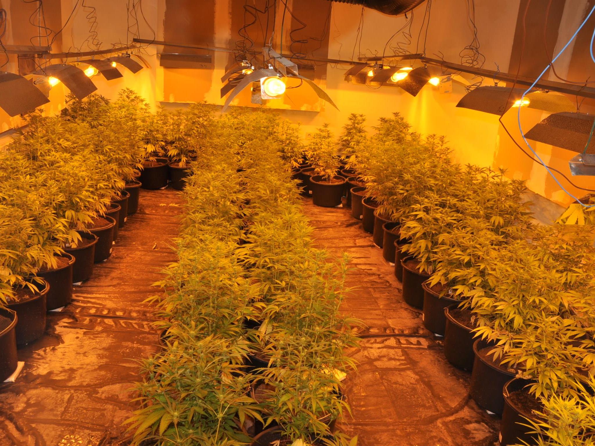 610 Cannabispflanzen konnten in Floridsdorf sichergestellt werden
