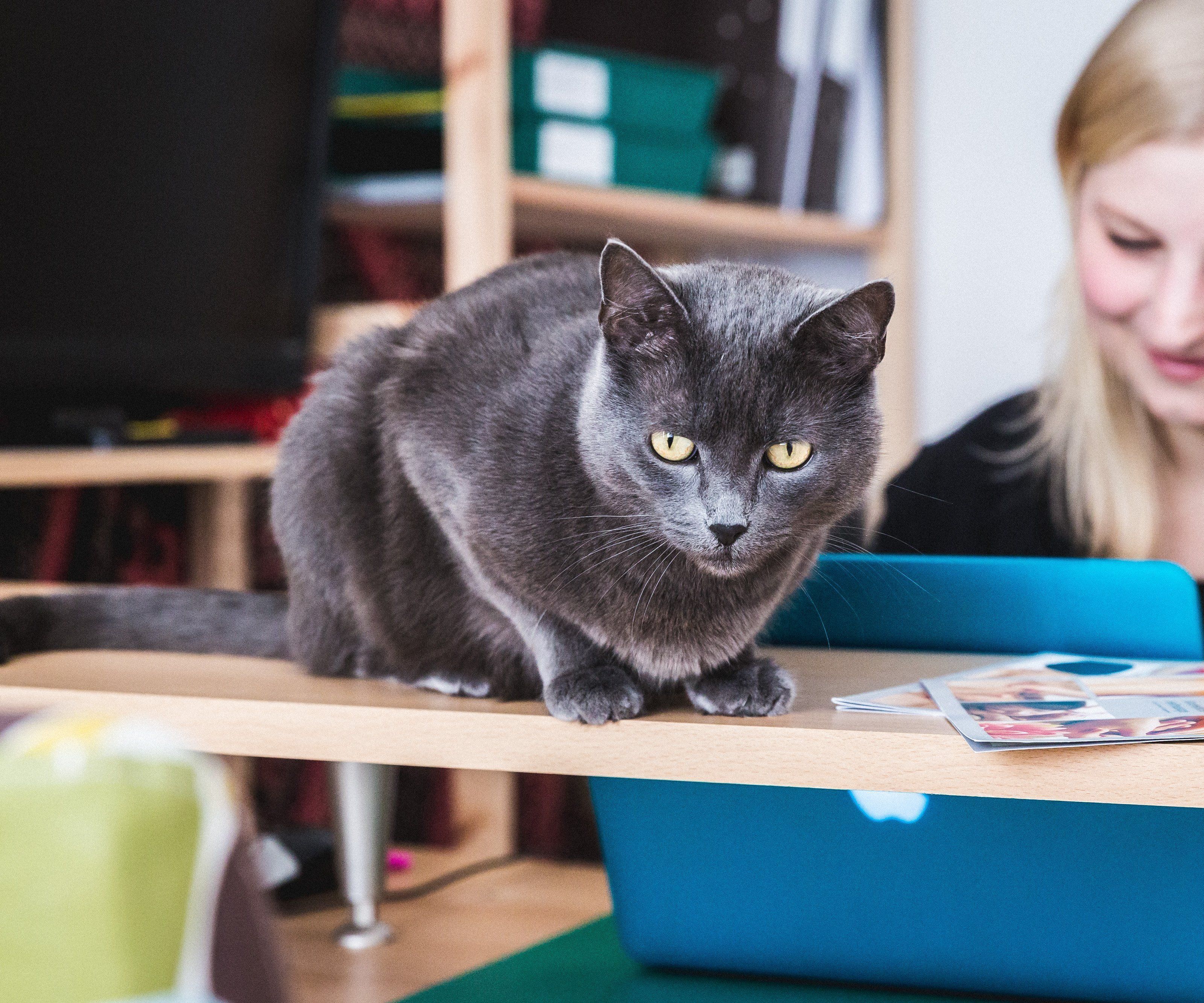 Eine der Praxiskatzen im Einsatz Eine der Praxiskatzen im Einsatz