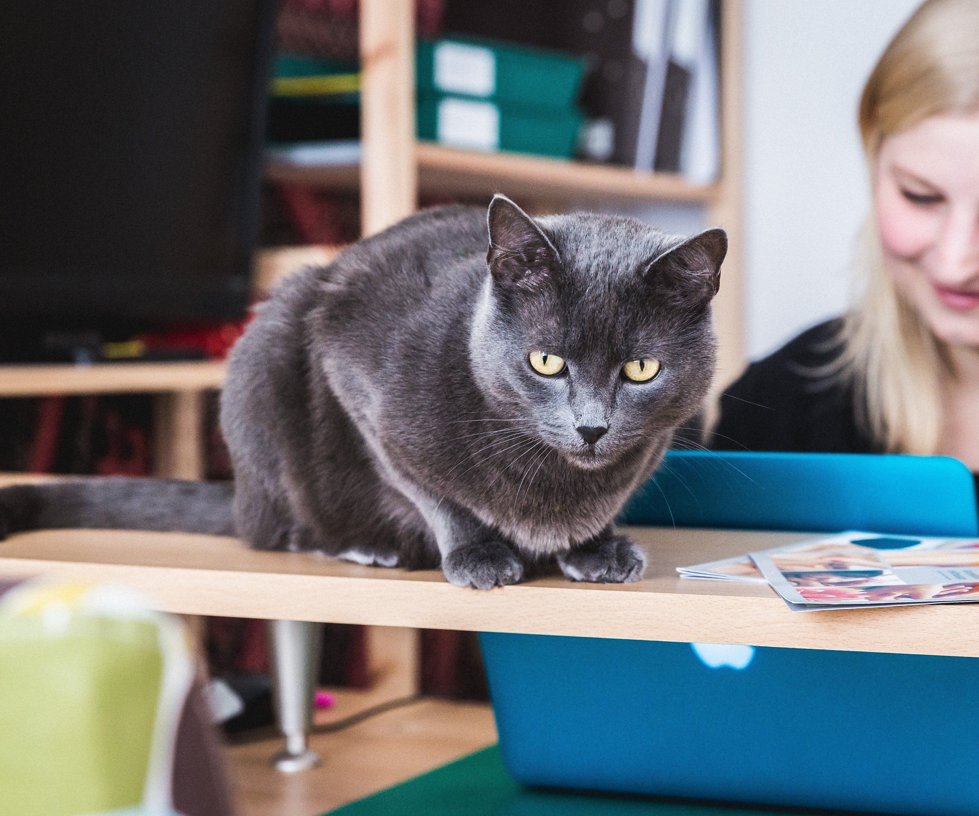 Eine der Praxiskatzen im Einsatz