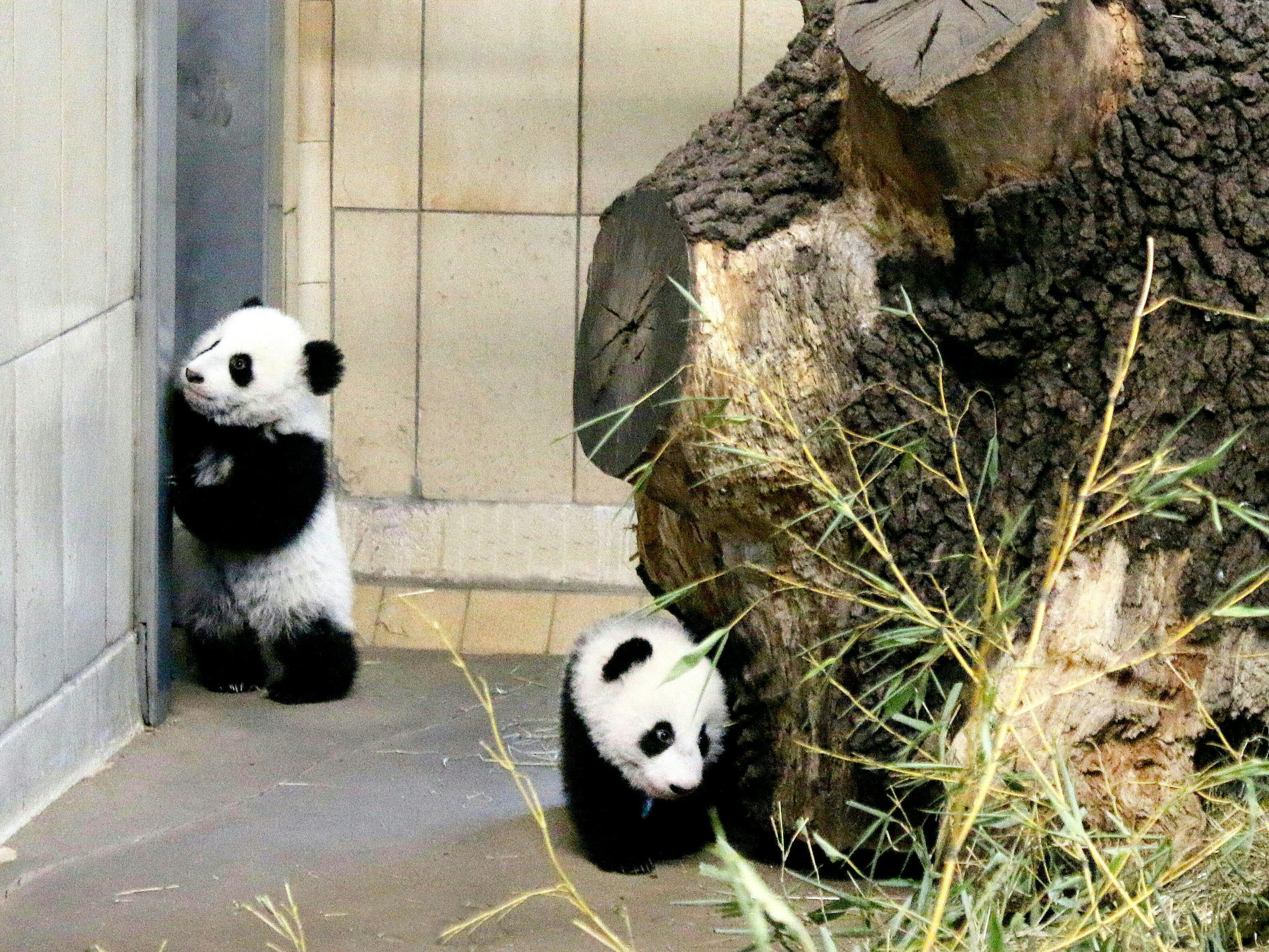 #cuteanimaltweetoff macht derzeit die Runde auf Twitter #cuteanimaltweetoff macht derzeit die Runde auf Twitter