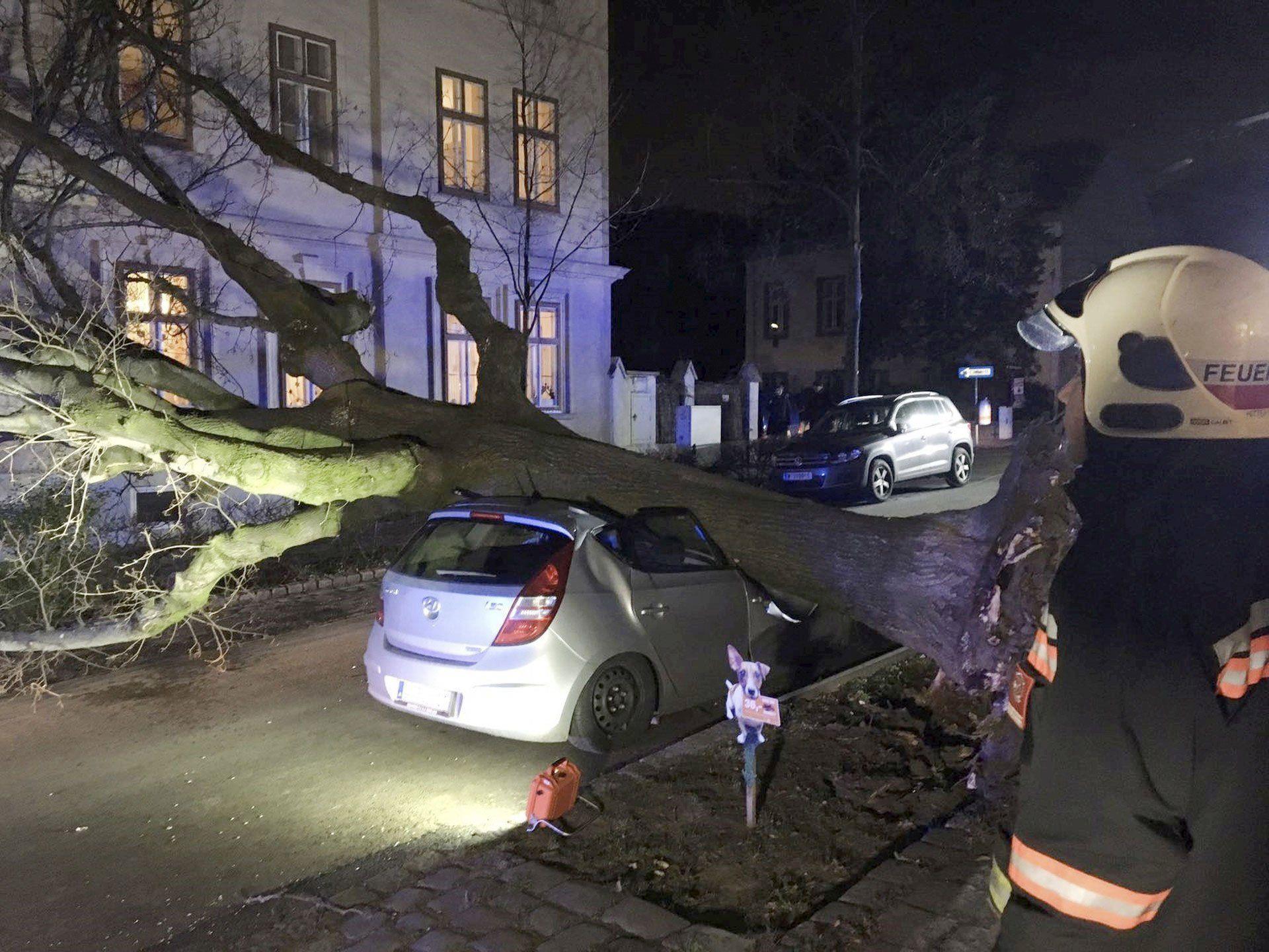 Unterhalb der Jubiläumswarte in Wien-Ottakring fällte der Sturm einen Baum