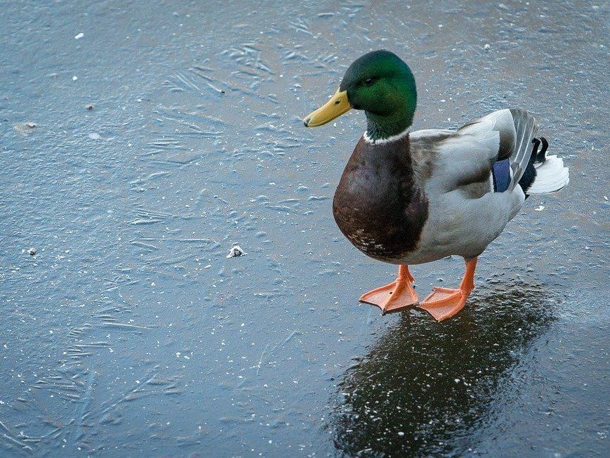Die Frau war durch die Eisdecke ins Wasser gestürzt. Die Frau war durch die Eisdecke ins Wasser gestürzt.