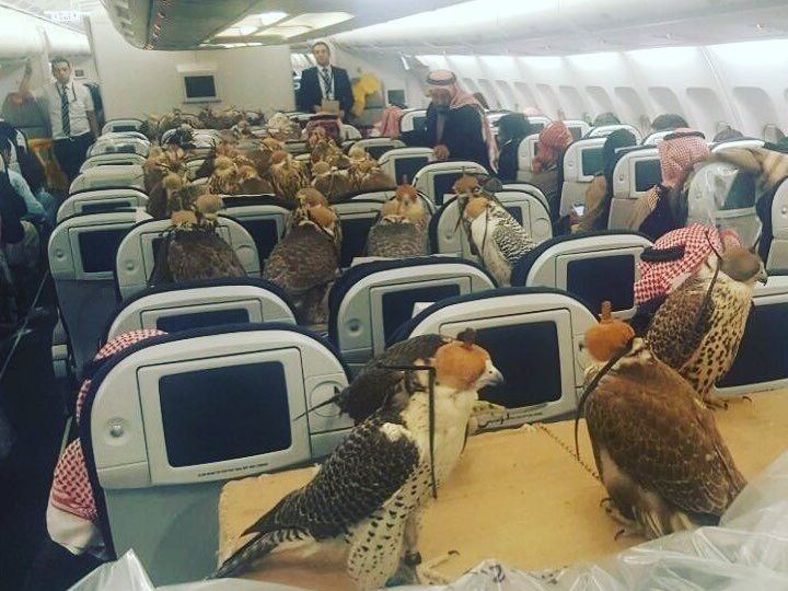 80 Falken als Sitznachbarn hat man wohl auch im arabischen Raum nur selten. 80 Falken als Sitznachbarn hat man wohl auch im arabischen Raum nur selten.