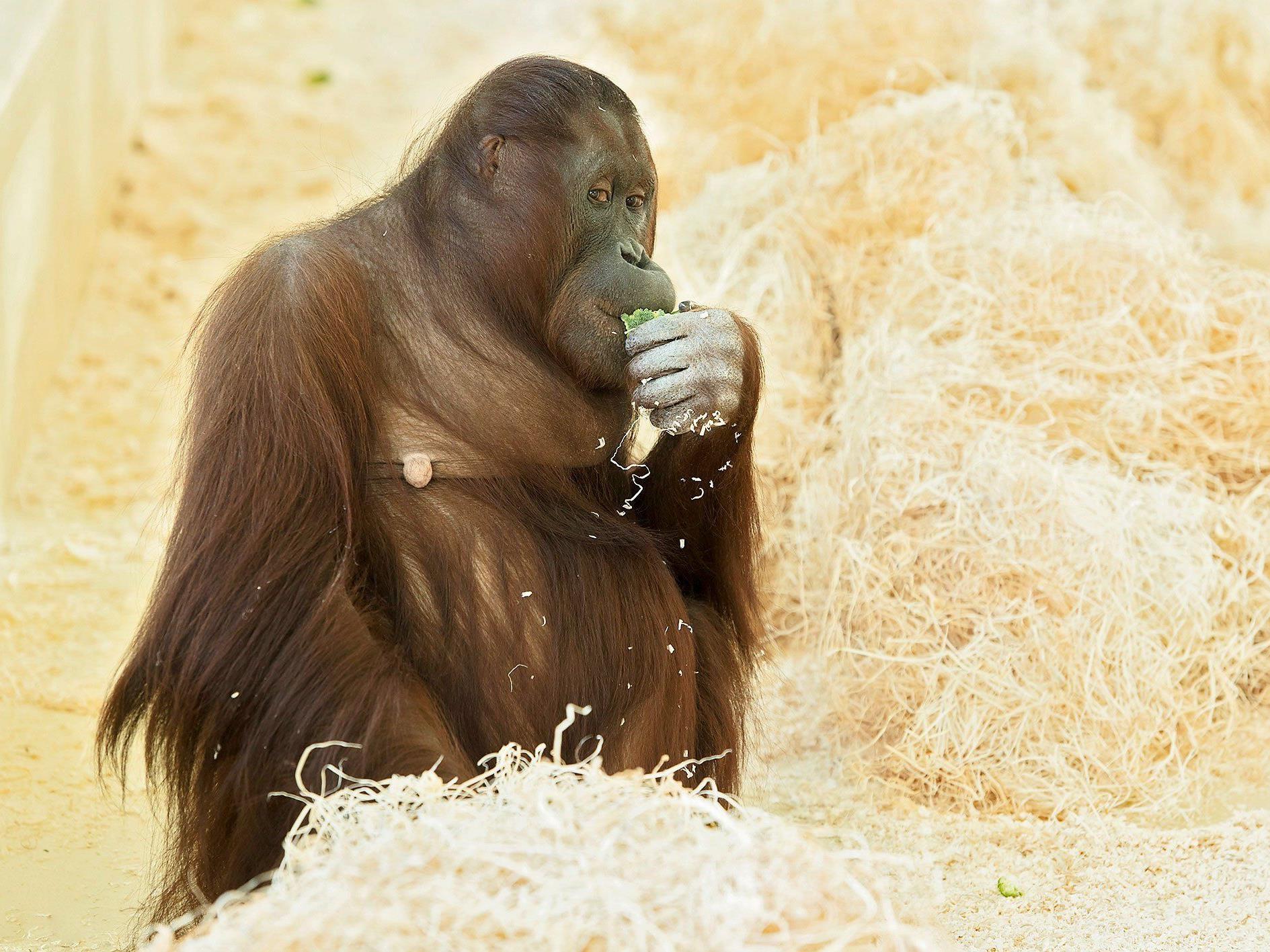 Das Orang-Utan-Weibchen Sol im Tiergarten Schönbrunn ist trächtig