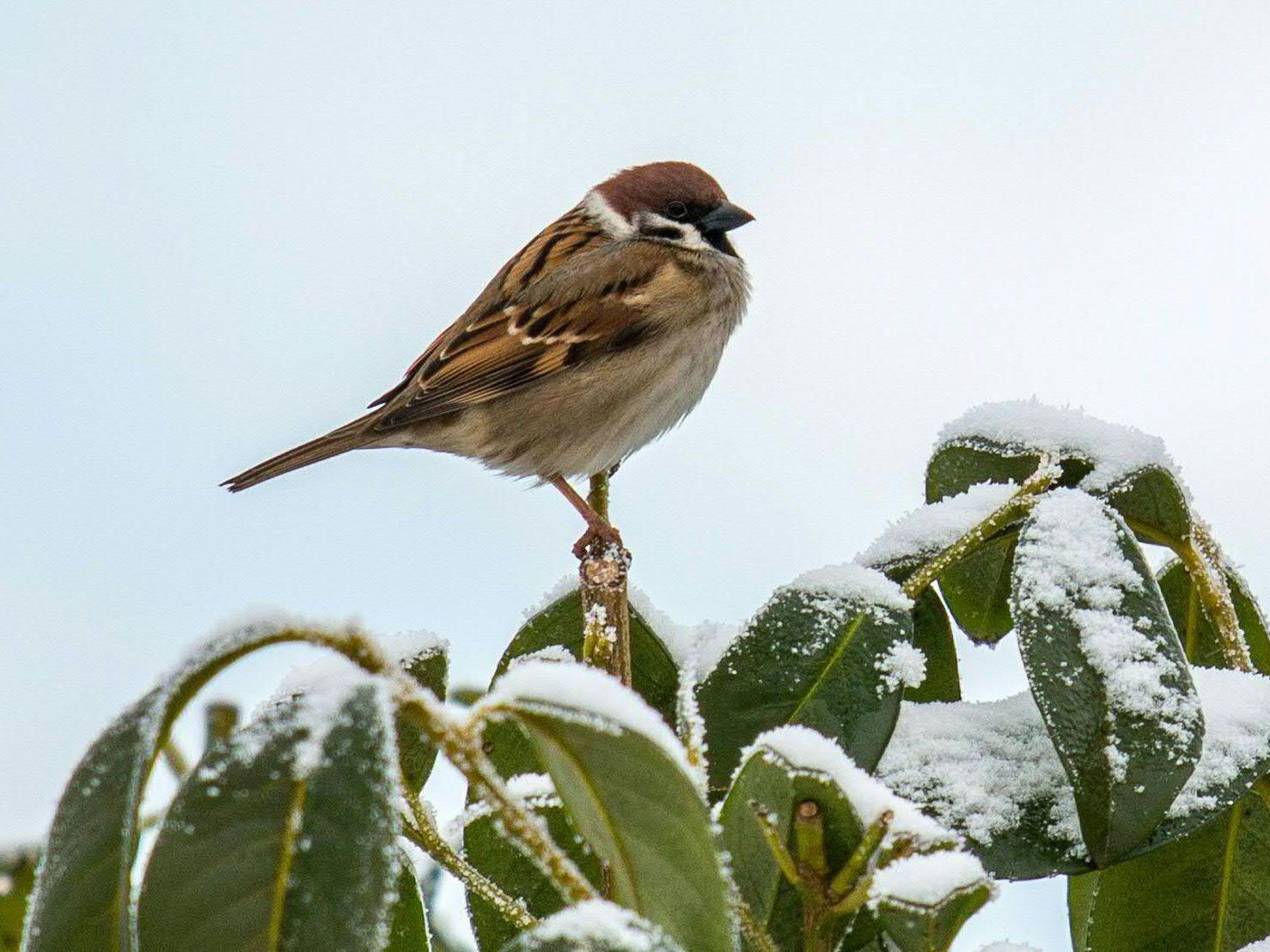 Sperlinge sind "Siegervögel" in diesem Winter