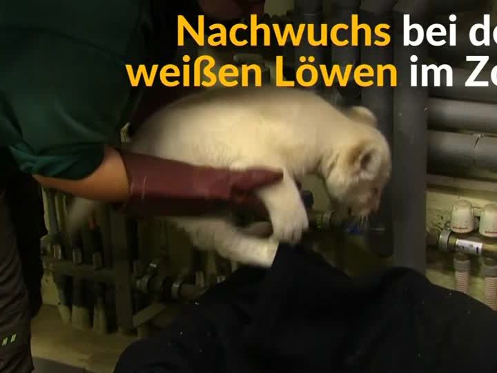 Die kleinen Raubtiere wurden am Montag präsentiert. Die kleinen Raubtiere wurden am Montag präsentiert.