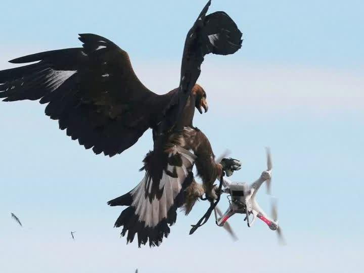 Die Raubvögel werden darauf trainiert, unerwünschte Drohnen vom Himmel zu holen.