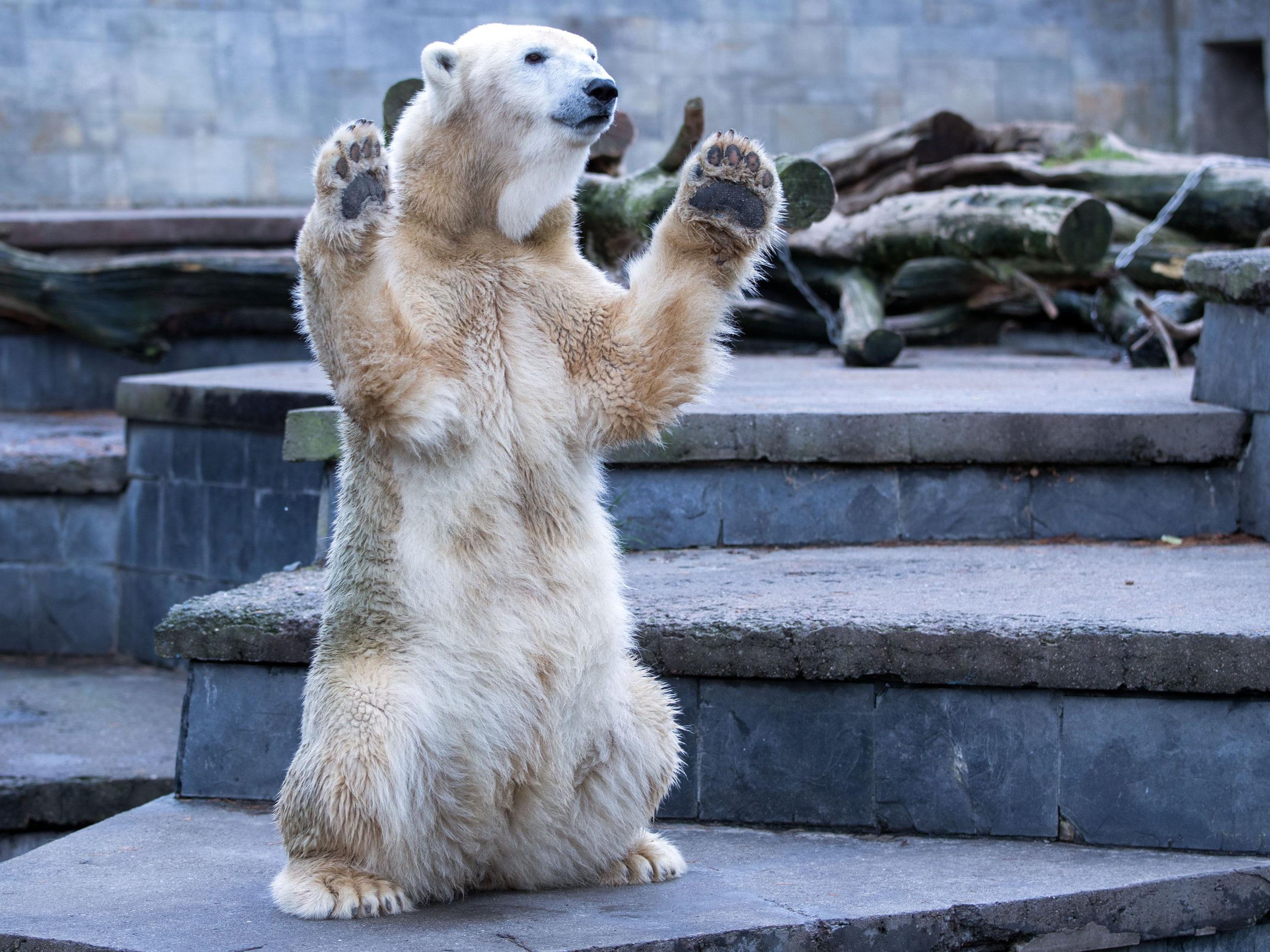 Kaum zu glauben wie liebenswert die eigentlich gefährlichen Eisbären sind.