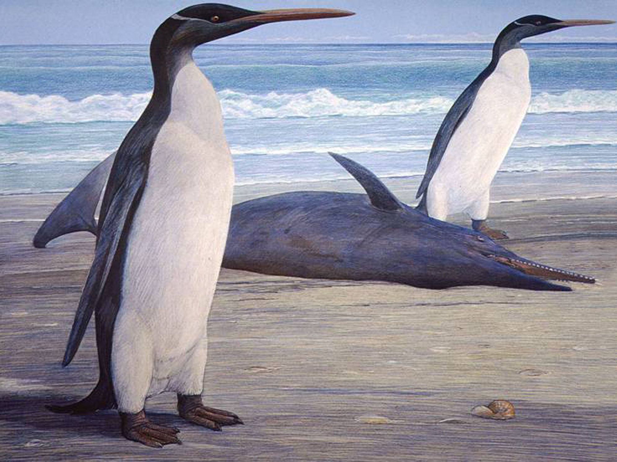 Riesenpinguine - hier im Bild Kairukus, ebenso aus Neuseeland - wurden schon öfter entdeckt, allerdings noch nie so ein altes Exemplar. Riesenpinguine - hier im Bild Kairukus, ebenso aus Neuseeland - wurden schon öfter entdeckt, allerdings noch nie so ein altes Exemplar.