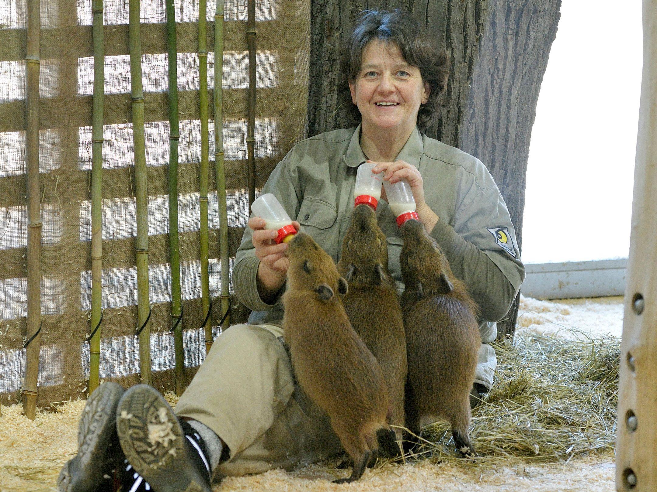 Das Wasserschwein-Trio wird von Tierpflegerin Daniela Peraus gefüttert