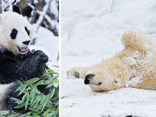 Eisbären und Pandas haben ihren Spaß im Schnee