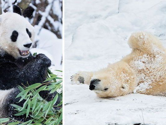 Eisbären und Pandas haben ihren Spaß im Schnee Eisbären und Pandas haben ihren Spaß im Schnee