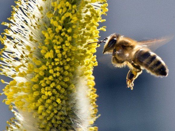 Idee: Eine Bienen-Patenschaft zum Valentinstag schenken Idee: Eine Bienen-Patenschaft zum Valentinstag schenken
