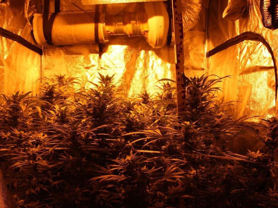 Diese Cannabisplantage wurde entdeckt