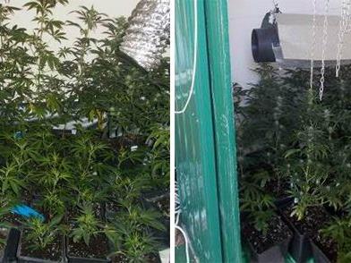 Insgesamt wurden 93 Cannabispflanzen in der Wohnung sichergestellt.