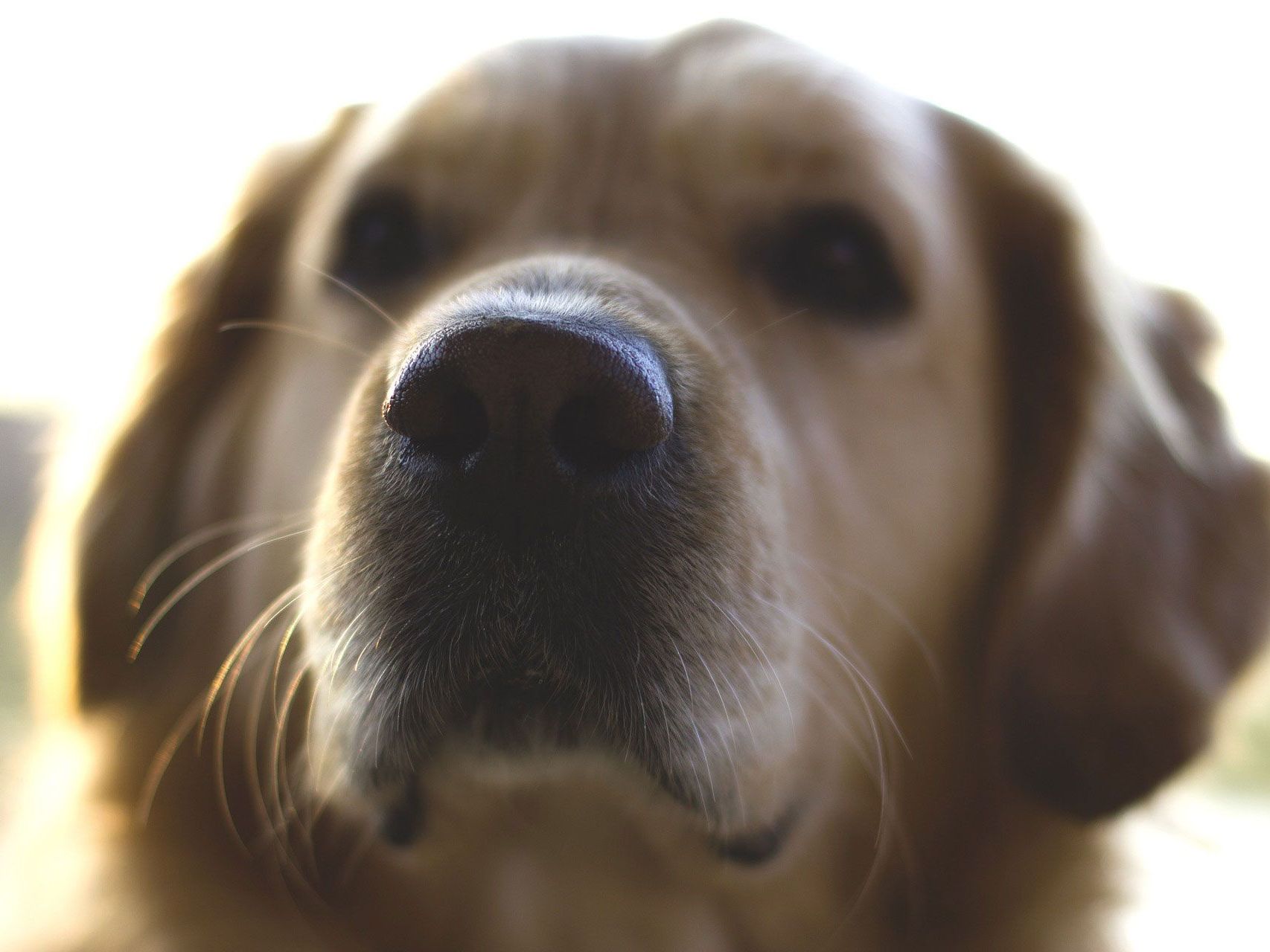 Für den Golden Retriever kam jede Hilfe zu spät Für den Golden Retriever kam jede Hilfe zu spät