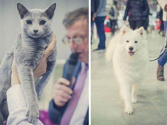 Bei der Haustiermesse Wien gibt es so manches Highlight für Hunde und Katzen